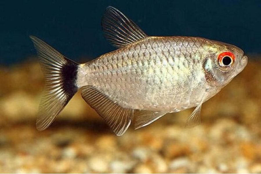 10 loai ca de nuoi3