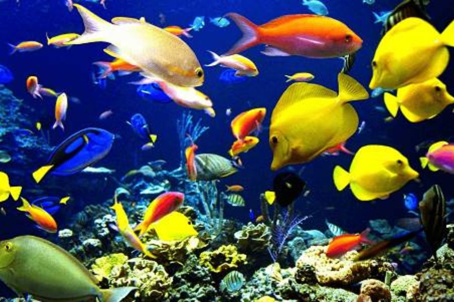 19 mẫu cá cảnh Nhỏ, Đẹp, Dễ nuôi nhất ở Việt Nam & thế giới 1 19 loai ca1