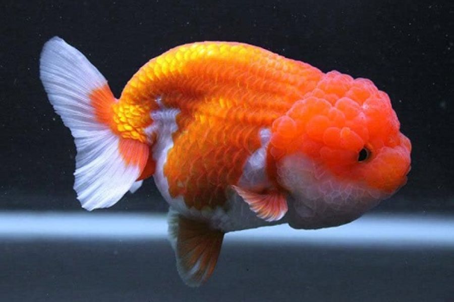 19 mẫu cá cảnh Nhỏ, Đẹp, Dễ nuôi nhất ở Việt Nam & thế giới 10 19 loai ca10