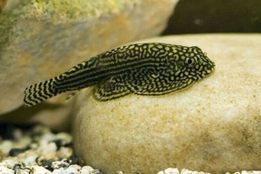 19 mẫu cá cảnh Nhỏ, Đẹp, Dễ nuôi nhất ở Việt Nam & thế giới 12 19 loai ca12