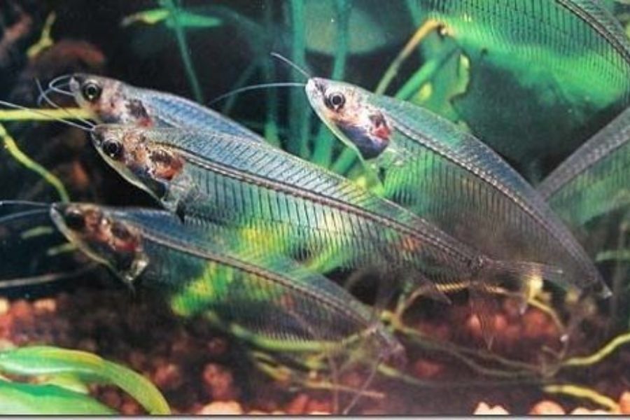 19 mẫu cá cảnh Nhỏ, Đẹp, Dễ nuôi nhất ở Việt Nam & thế giới 13 19 loai ca13