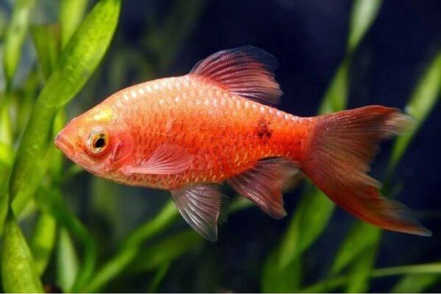 19 mẫu cá cảnh Nhỏ, Đẹp, Dễ nuôi nhất ở Việt Nam & thế giới 15 19 loai ca15