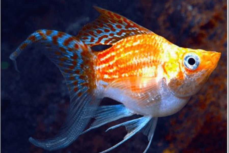 19 mẫu cá cảnh Nhỏ, Đẹp, Dễ nuôi nhất ở Việt Nam & thế giới 18 19 loai ca18
