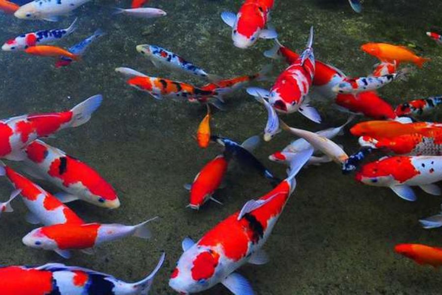 19 mẫu cá cảnh Nhỏ, Đẹp, Dễ nuôi nhất ở Việt Nam & thế giới 20 19 loai ca20