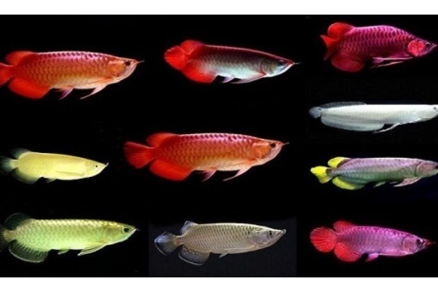 19 mẫu cá cảnh Nhỏ, Đẹp, Dễ nuôi nhất ở Việt Nam & thế giới 21 19 loai ca21