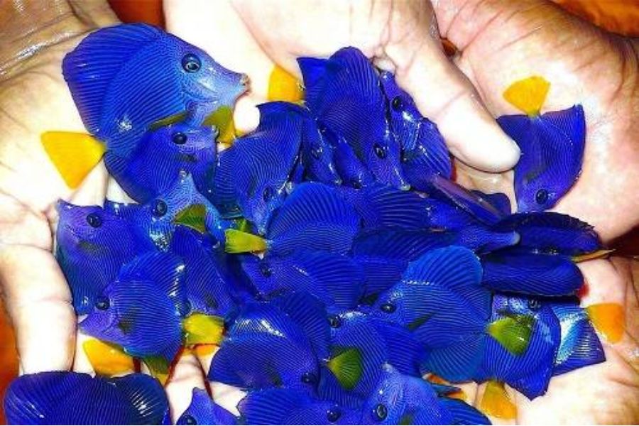 19 mẫu cá cảnh Nhỏ, Đẹp, Dễ nuôi nhất ở Việt Nam & thế giới 22 19 loai ca22