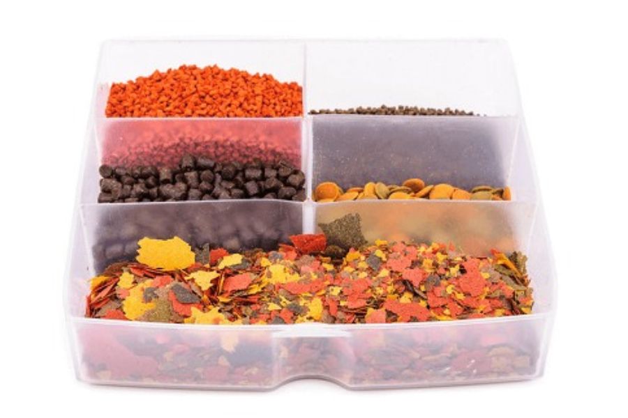 19 mẫu cá cảnh Nhỏ, Đẹp, Dễ nuôi nhất ở Việt Nam & thế giới 23 19 loai ca23