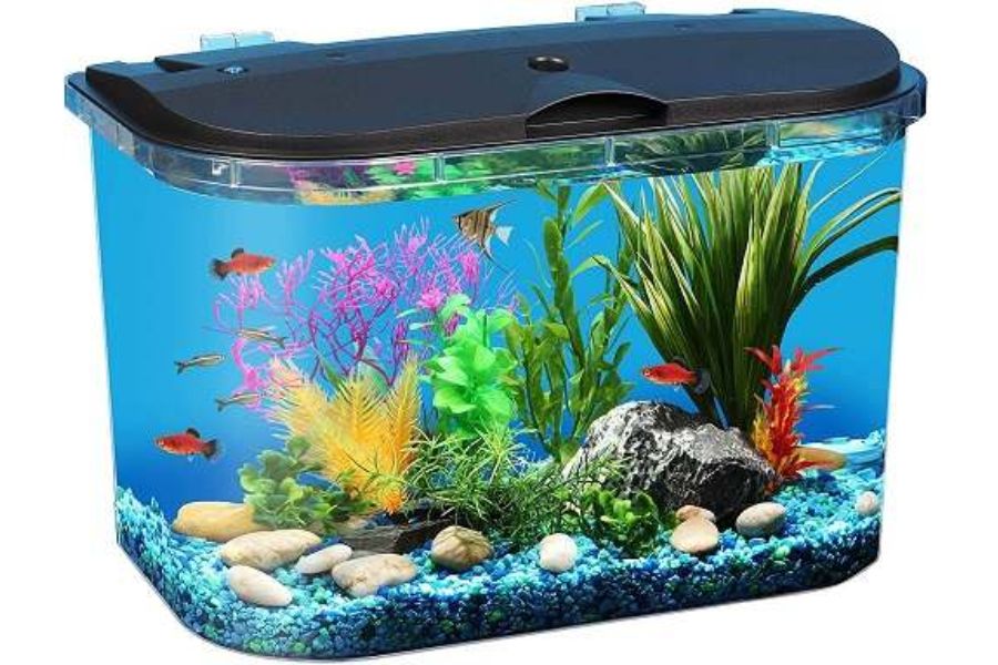 19 mẫu cá cảnh Nhỏ, Đẹp, Dễ nuôi nhất ở Việt Nam & thế giới 24 19 loai ca24