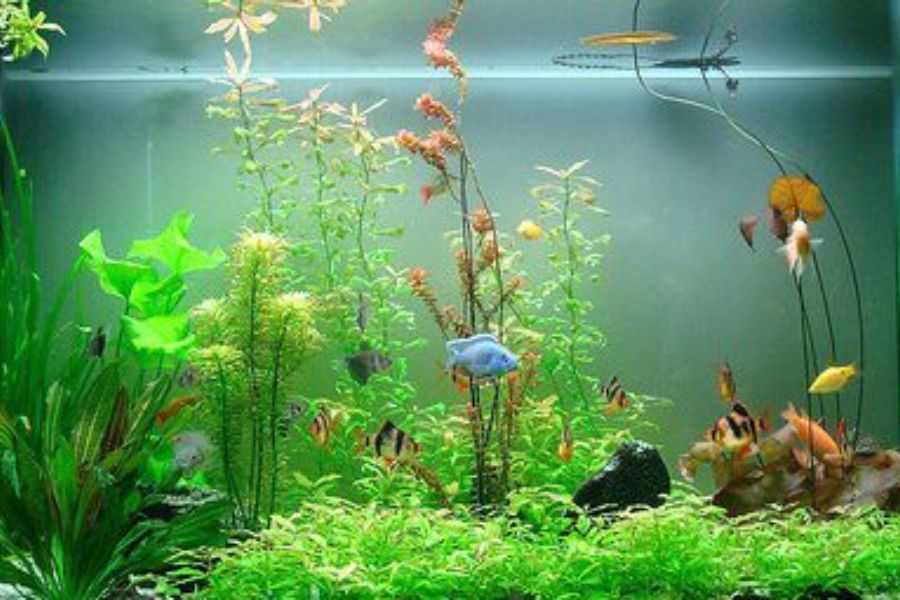 19 mẫu cá cảnh Nhỏ, Đẹp, Dễ nuôi nhất ở Việt Nam & thế giới 25 19 loai ca25