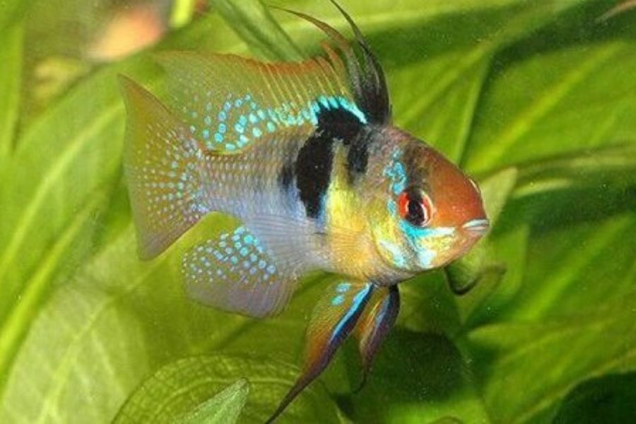 19 mẫu cá cảnh Nhỏ, Đẹp, Dễ nuôi nhất ở Việt Nam & thế giới 4 19 loai ca4