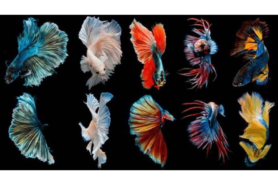 19 mẫu cá cảnh Nhỏ, Đẹp, Dễ nuôi nhất ở Việt Nam & thế giới 5 19 loai ca5