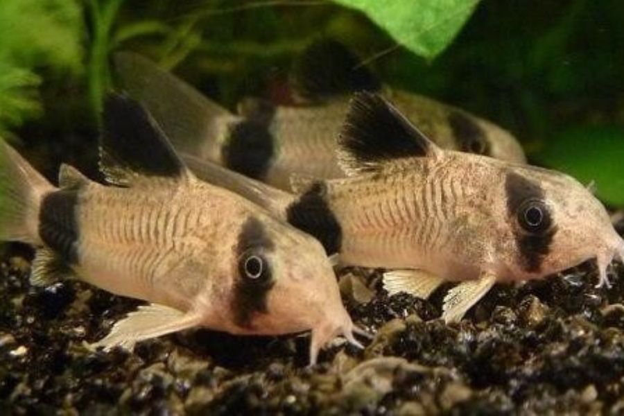 19 mẫu cá cảnh Nhỏ, Đẹp, Dễ nuôi nhất ở Việt Nam & thế giới 7 19 loai ca7