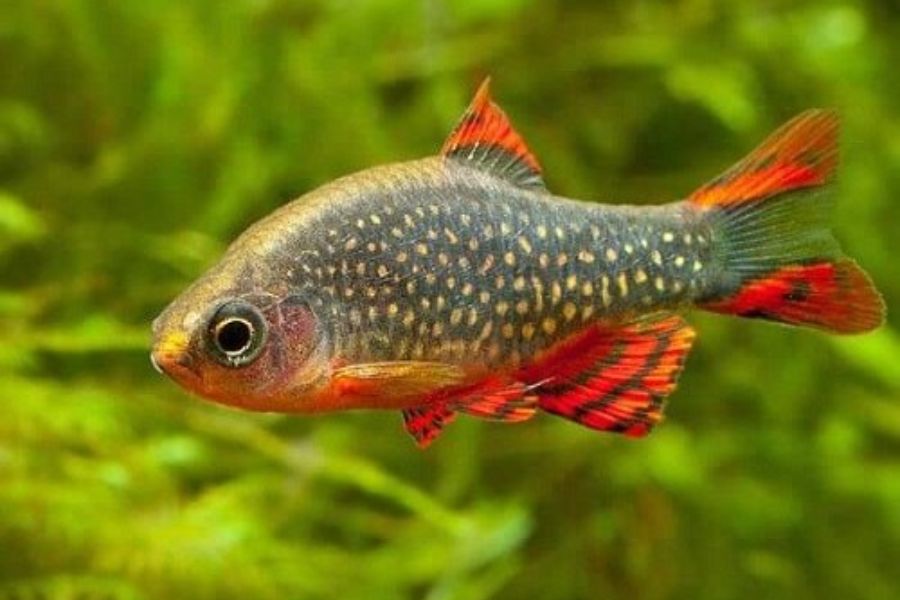 19 mẫu cá cảnh Nhỏ, Đẹp, Dễ nuôi nhất ở Việt Nam & thế giới 8 19 loai ca8