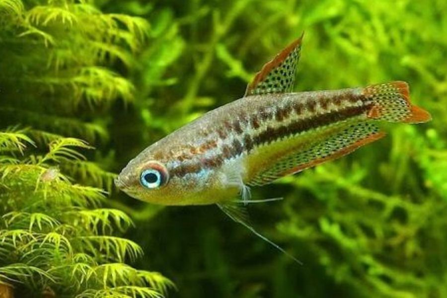 19 mẫu cá cảnh Nhỏ, Đẹp, Dễ nuôi nhất ở Việt Nam & thế giới 9 19 loai ca9