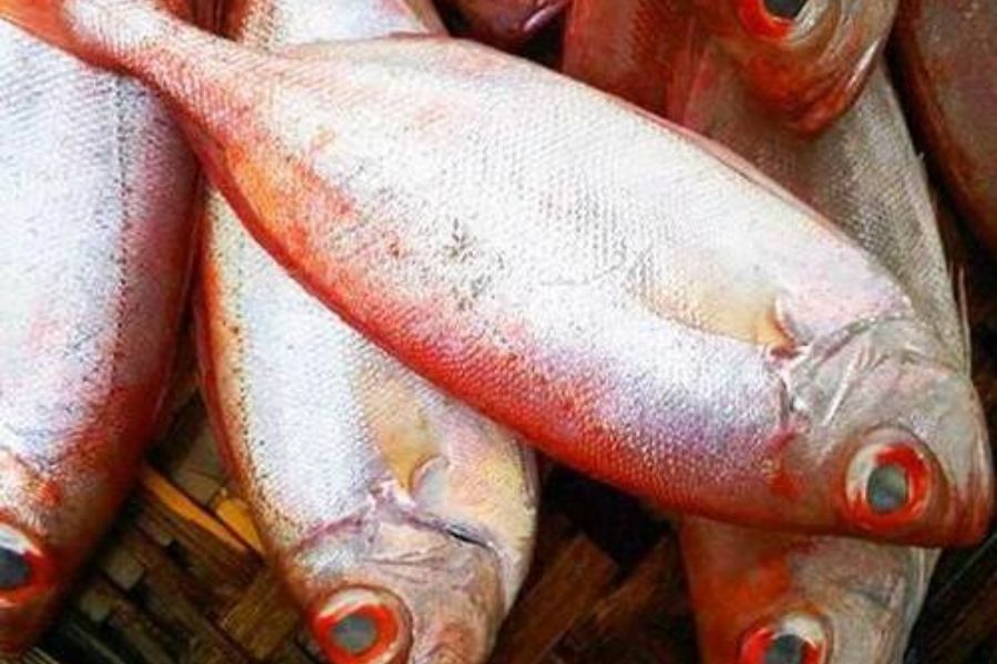 Cá Bã Trầu ăn gì? Nấu món gì ngon? Cá Thóc giá bao nhiêu 1 ca ba trau1