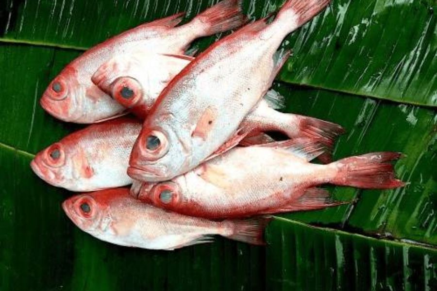 Cá Bã Trầu ăn gì? Nấu món gì ngon? Cá Thóc giá bao nhiêu 3 ca ba trau3