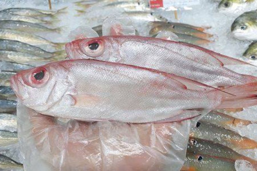 Cá Bã Trầu ăn gì? Nấu món gì ngon? Cá Thóc giá bao nhiêu 6 ca ba trau6