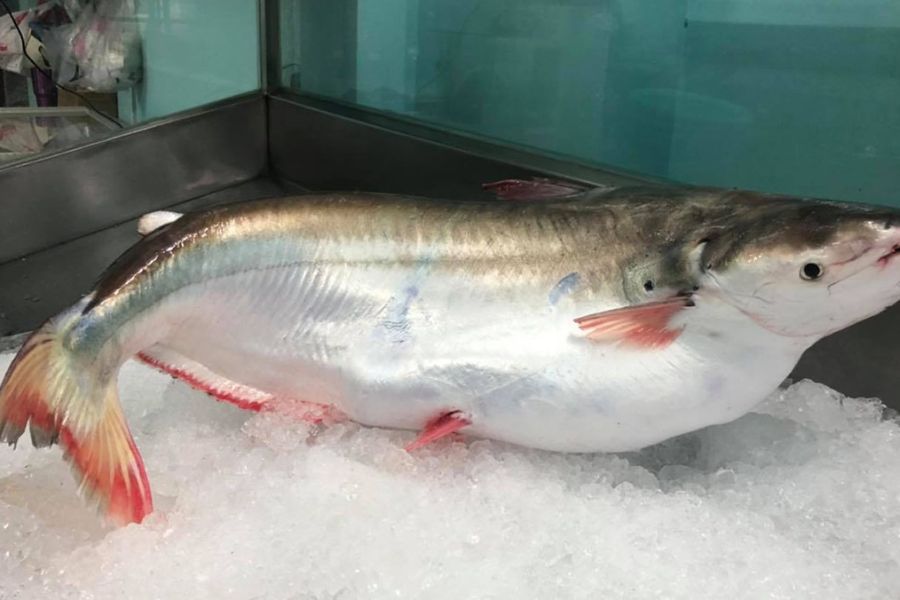 Cá Bông Lau sống ở đâu? Làm món gì NGON? GIÁ bao nhiêu tiền? 1 ca bong lau1