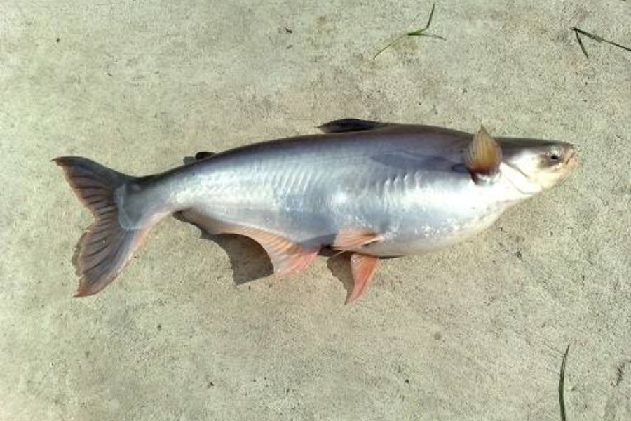 Cá Bông Lau sống ở đâu? Làm món gì NGON? GIÁ bao nhiêu tiền? 2 ca bong lau2