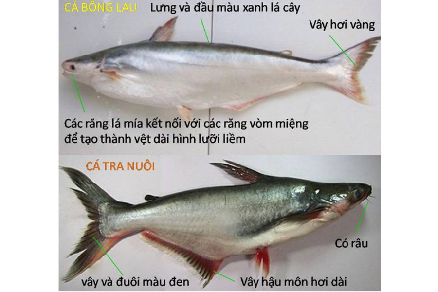 Cá Bông Lau sống ở đâu? Làm món gì NGON? GIÁ bao nhiêu tiền? 3 ca bong lau3