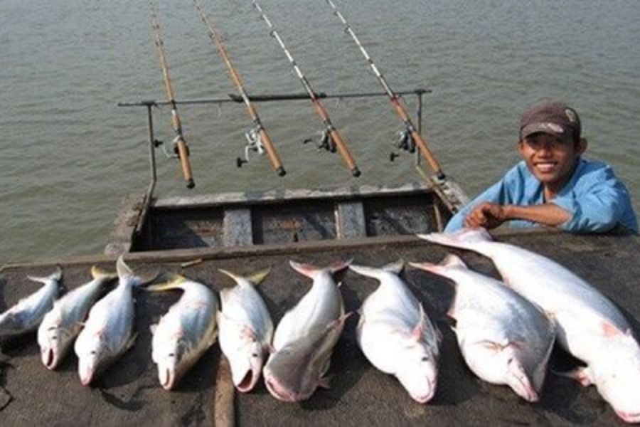 Cá Bông Lau sống ở đâu? Làm món gì NGON? GIÁ bao nhiêu tiền? 8 ca bong lau8