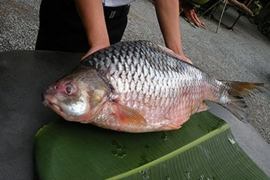 ca duong6