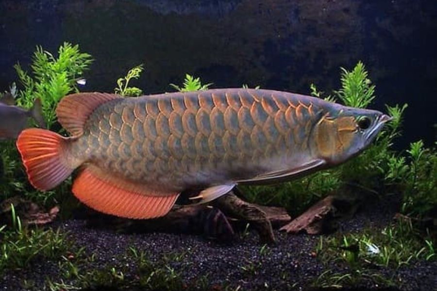ca kim long2