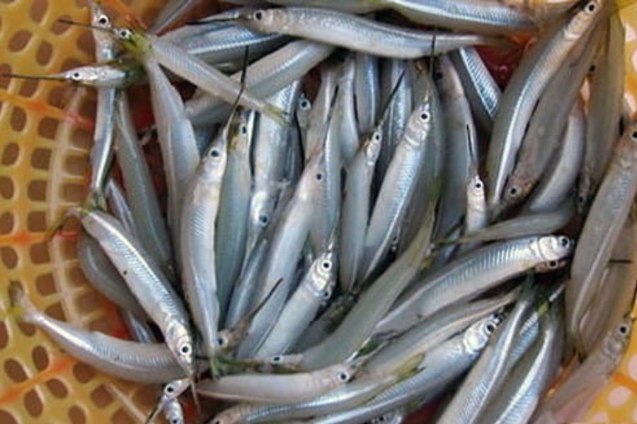 ca kim10
