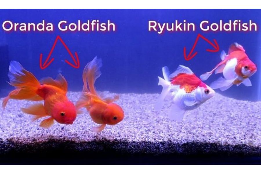 ca lung gu ryukin3