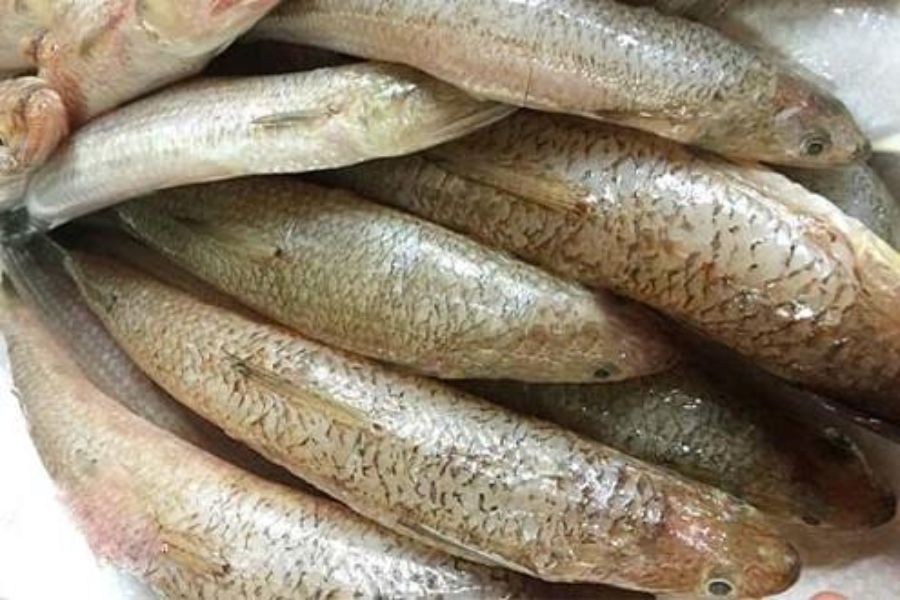 Cá Mối làm món gì Ngon? Giá bao nhiêu? mua, Bán ở đâu 1 ca moi1