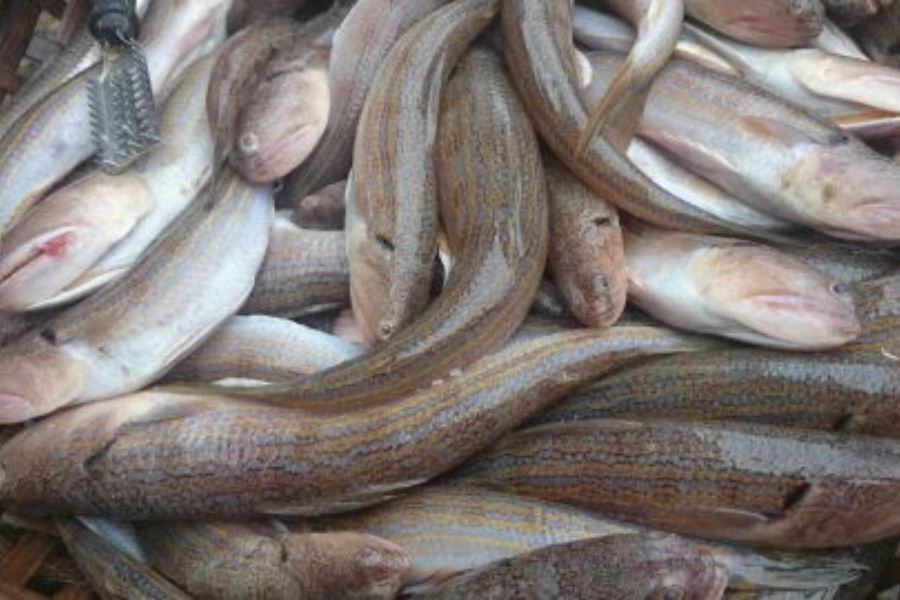 Cá Mối làm món gì Ngon? Giá bao nhiêu? mua, Bán ở đâu 2 ca moi2