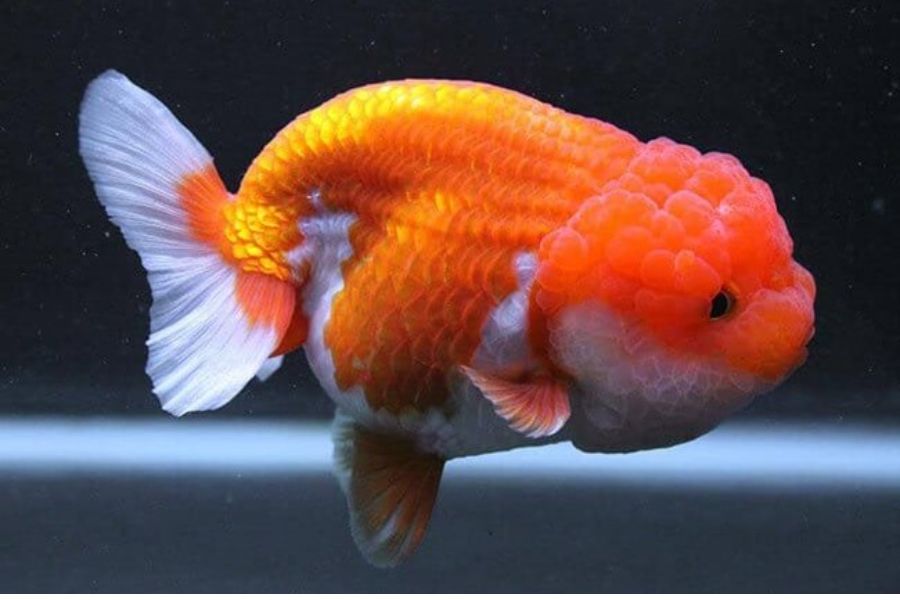 ca ranchu mini1