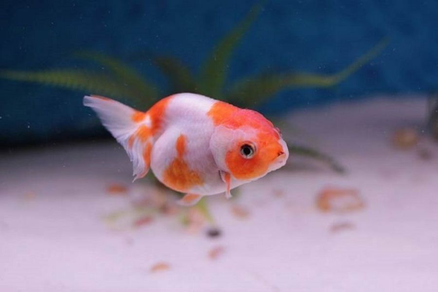 ca ranchu mini2
