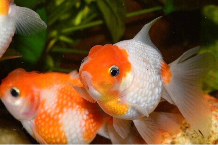ca ranchu mini3