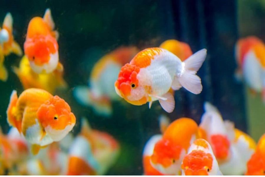 ca ranchu mini4
