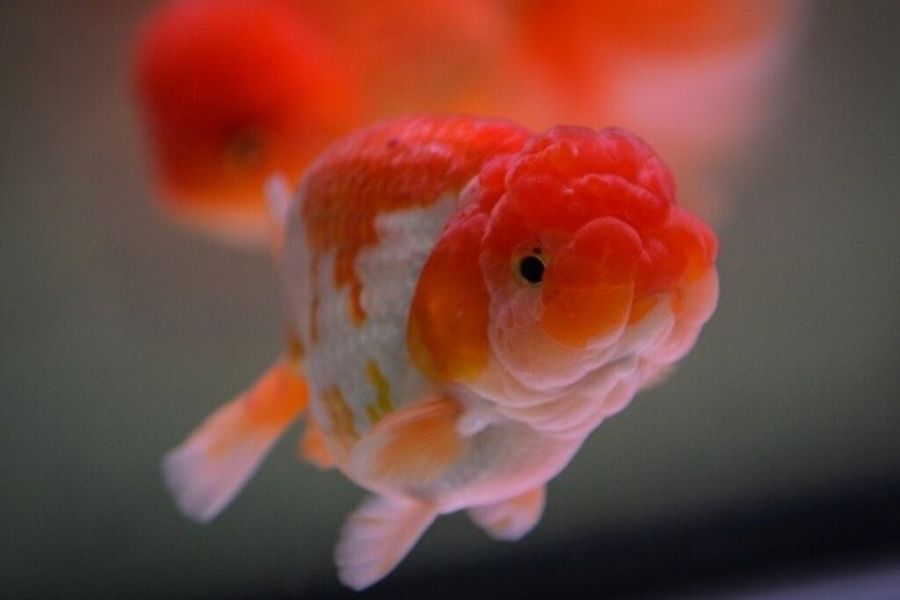 ca ranchu mini5