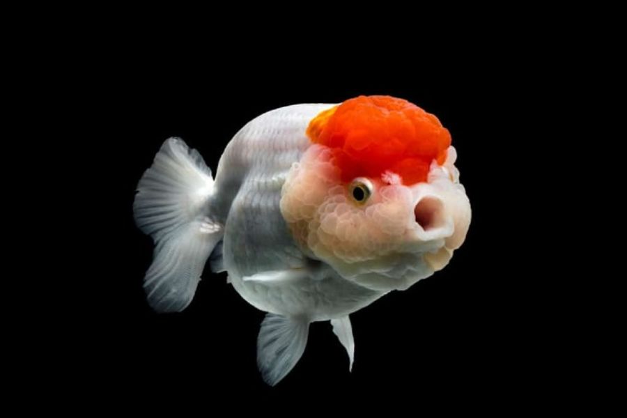 ca ranchu mini6