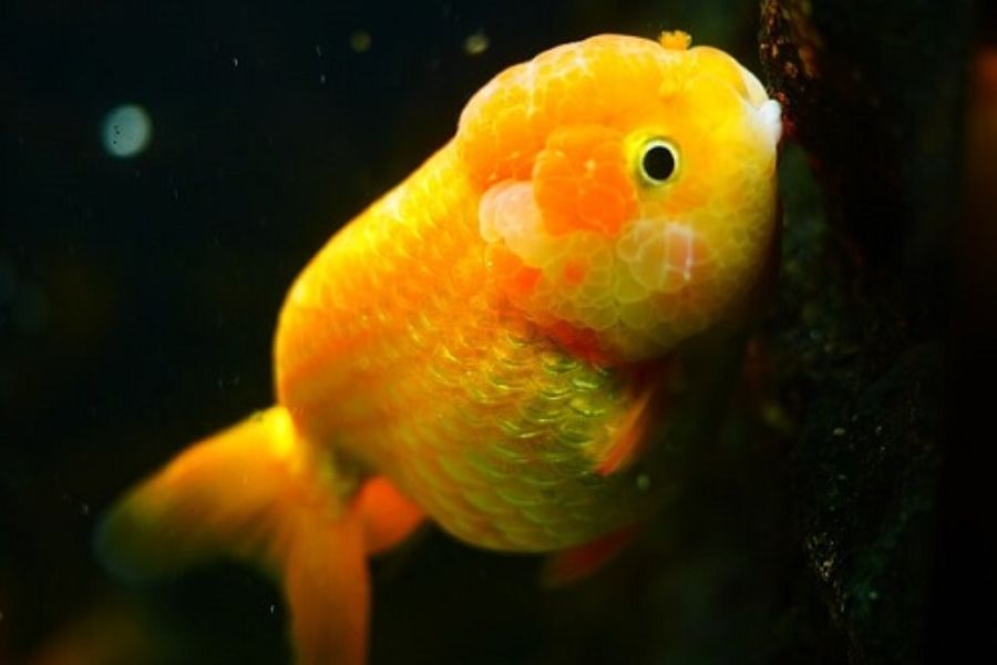ca ranchu1