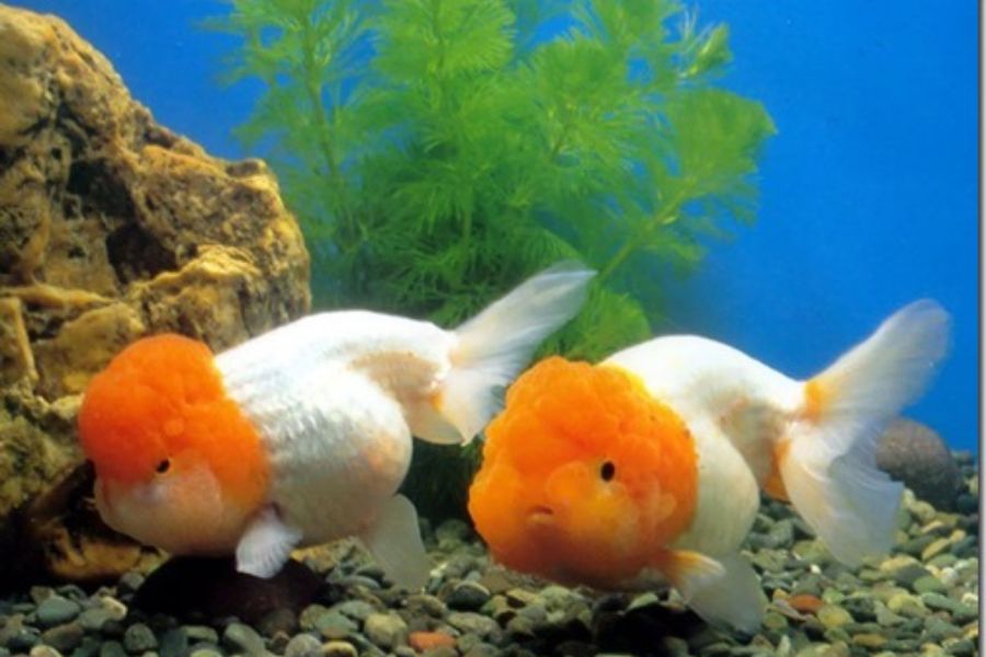 ca ranchu2