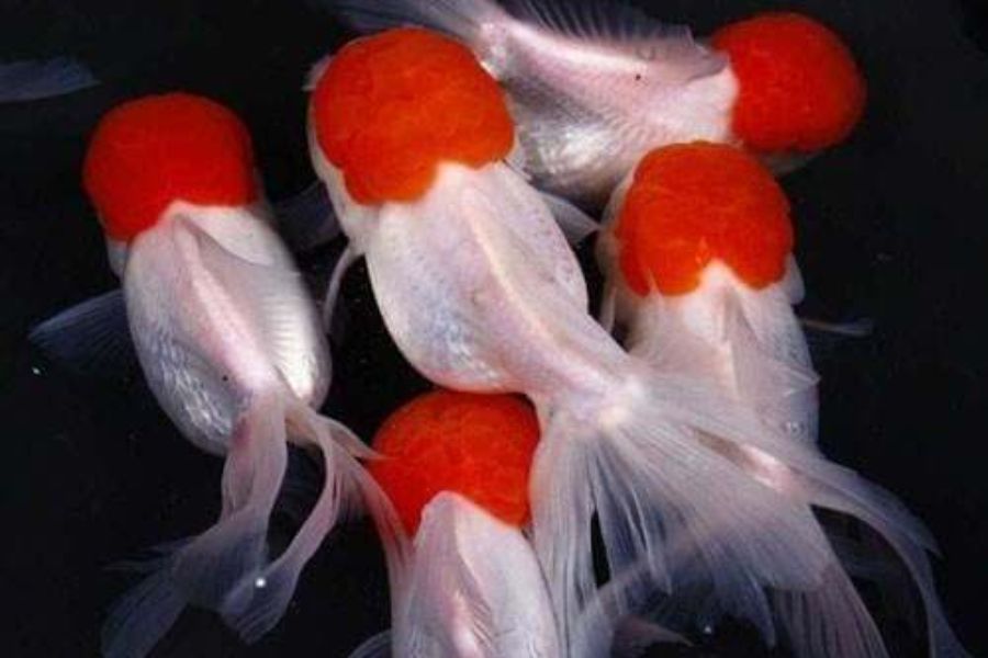 ca ranchu3