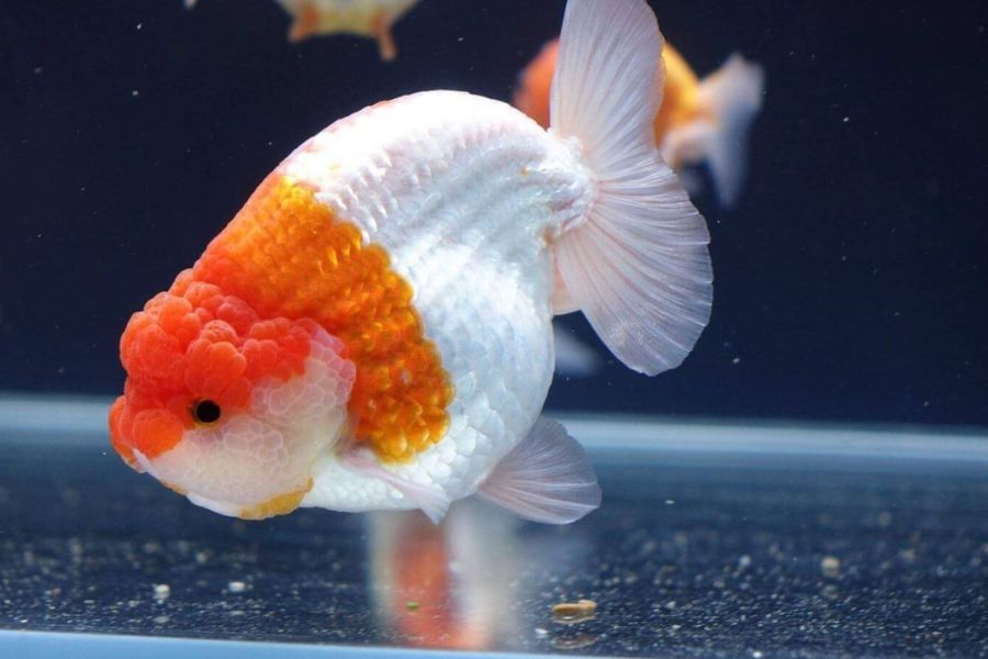 ca ranchu4