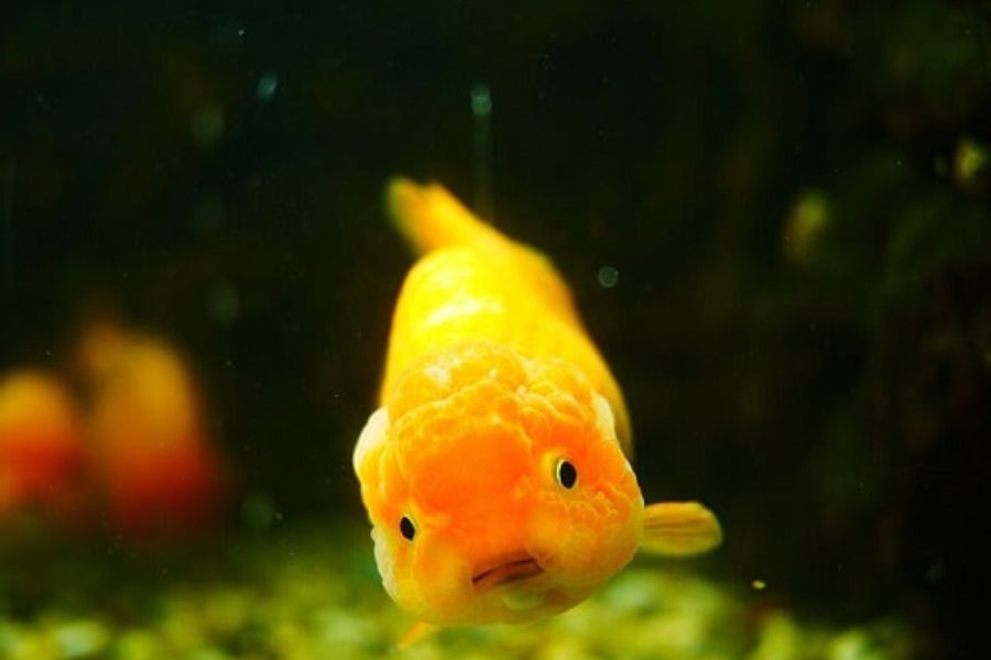 ca ranchu5