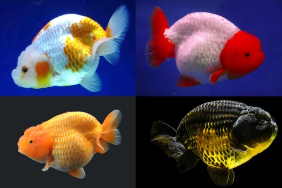 ca ranchu6