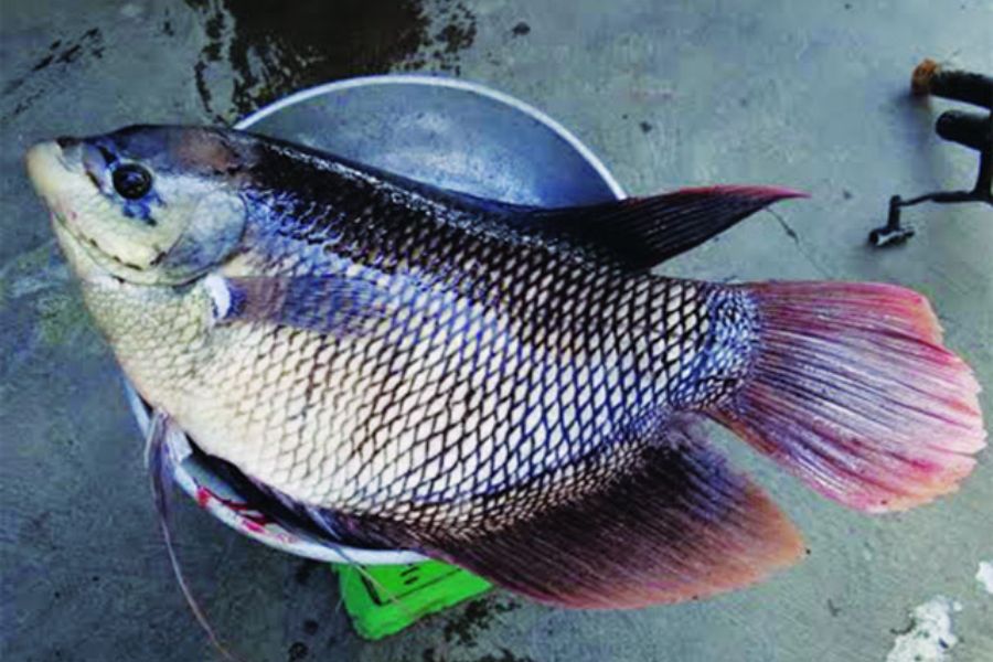 ca tai tuong2