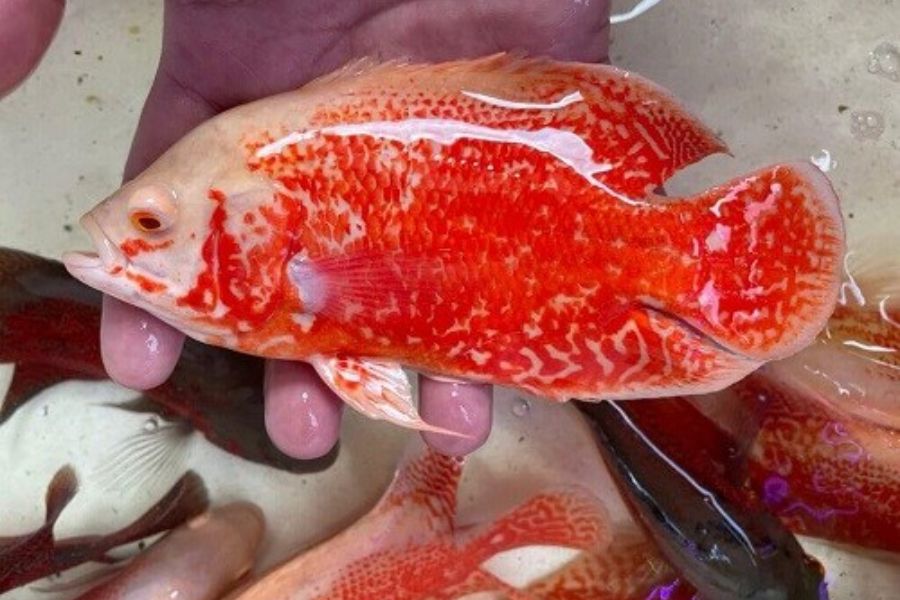 ca tai tuong6