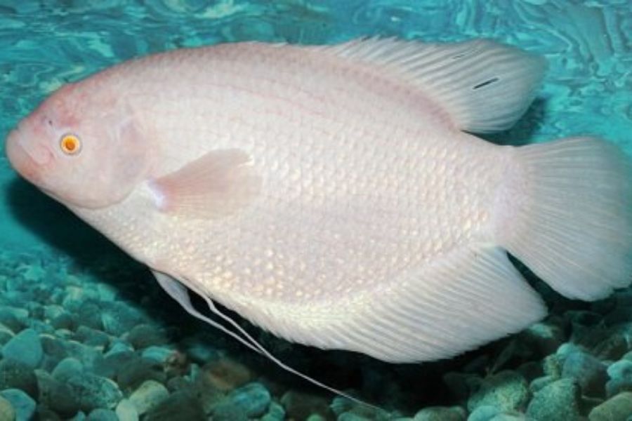ca tai tuong9