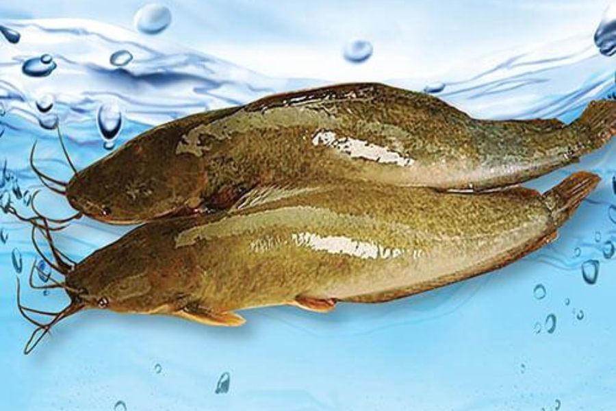 Cá trê Vàng giá bao nhiêu? công nghệ nuôi? mua, Bán ở đâu? 1 ca tre vang1