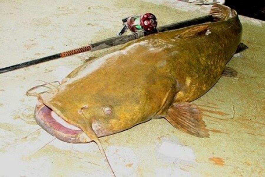 Cá trê Vàng giá bao nhiêu? công nghệ nuôi? mua, Bán ở đâu? 2 ca tre vang2