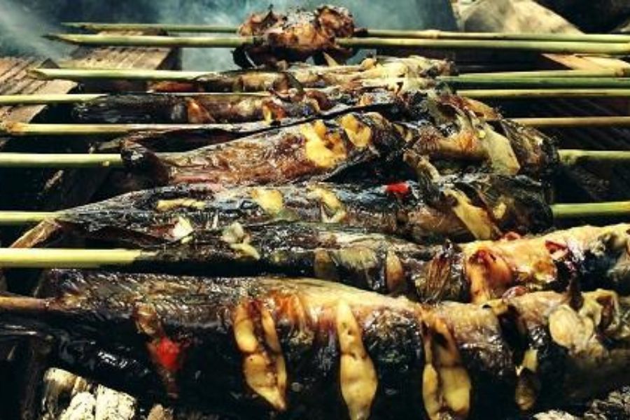 Cá trê Vàng giá bao nhiêu? công nghệ nuôi? mua, Bán ở đâu? 5 ca tre vang5