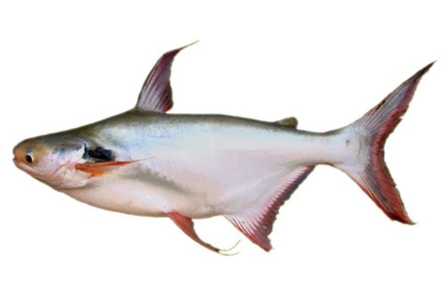 ca vo3